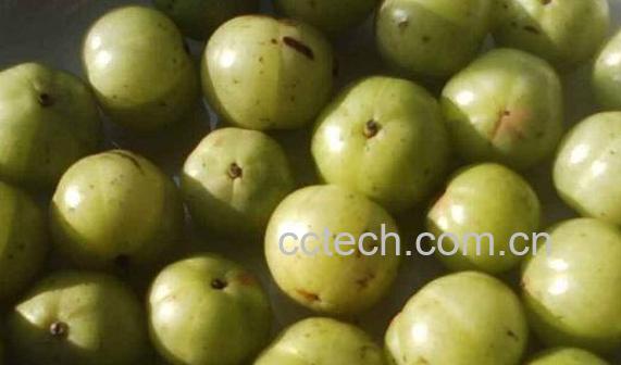 女人吃橄榄的好处有哪些 女人吃橄榄的坏处-1