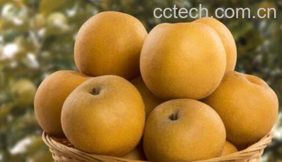 沙梨的功效与作用 沙梨的食用方法-0