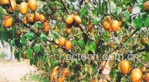 金珠果梨怎么吃 金珠果梨的食用方法-1