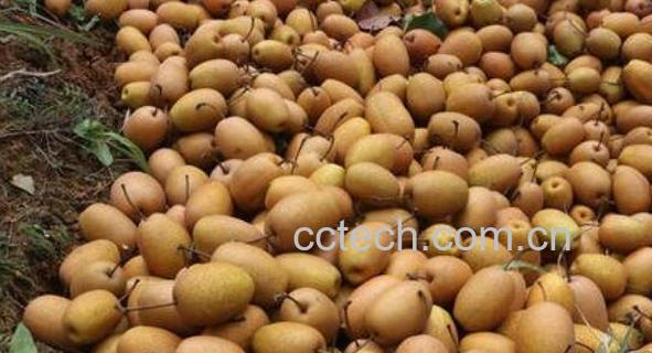 金珠果梨怎么吃 金珠果梨的食用方法-0