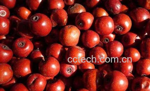 酸枣的吃法和功效-0