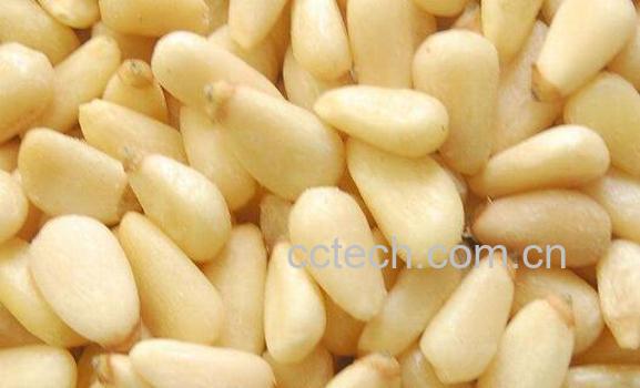 松子仁的功效与作用 松子仁的禁忌-0