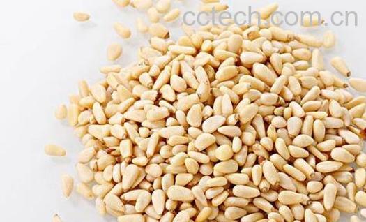 松子仁的功效与作用 松子仁的禁忌-1