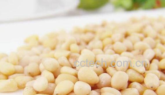 松子仁的功效与作用及禁忌-0