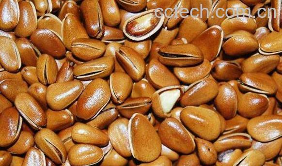 松子皮的功效与作用 吃松子的好处-0