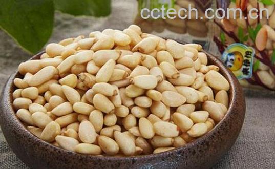 红松籽仁的功效与作用-1