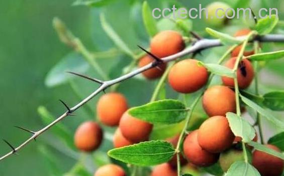 酸枣怎么吃 酸枣的食用方法-1