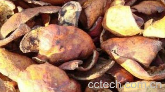 炒石榴皮的功效与作用-0