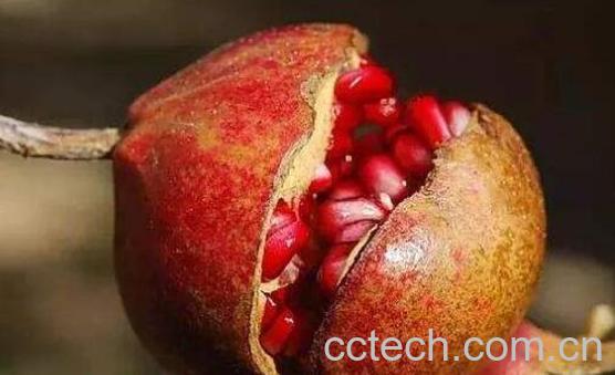 甜石榴与酸石榴的功效 甜石榴和酸石榴哪个好吃-1