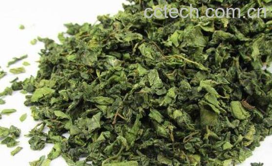 酸枣叶的功效与作用及禁忌-0