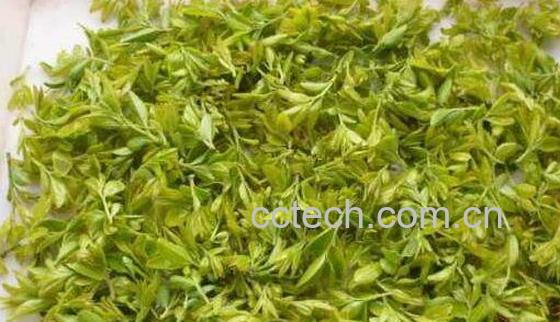 酸枣叶的功效与作用及禁忌-1