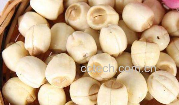 白莲的功效与作用 白莲的药用价值-1