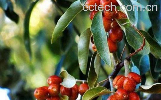 沙枣果的功效与作用-0