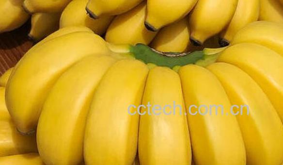 木香蕉的功效与作用及药用价值-0