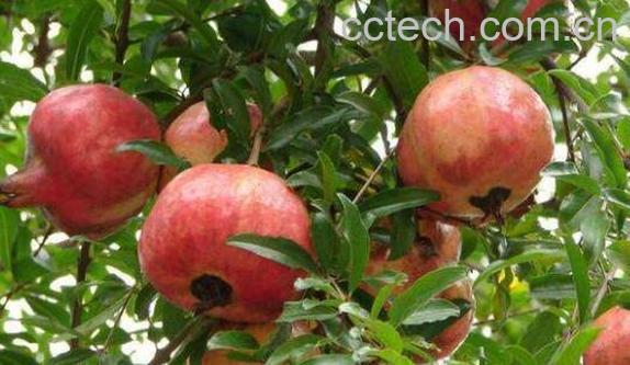 甜石榴的功效与作用与禁忌-0