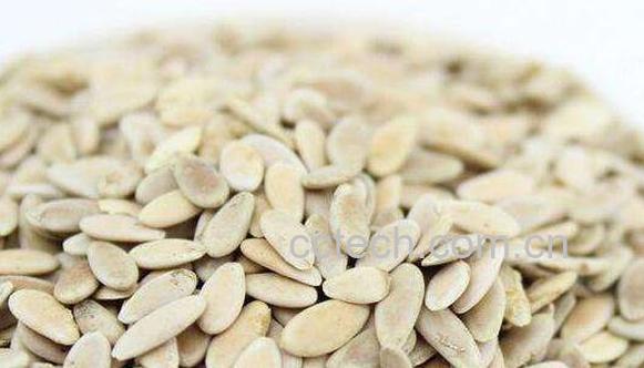 甜瓜子的神奇功效-1