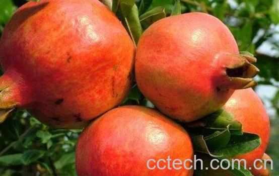 甜石榴的功效与作用与禁忌-1