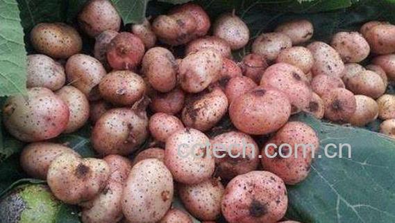 野地瓜的功效与作用及禁忌-0