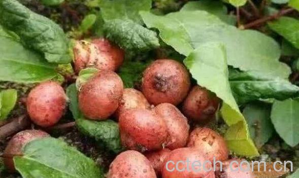 野地瓜的功效与作用及禁忌-1