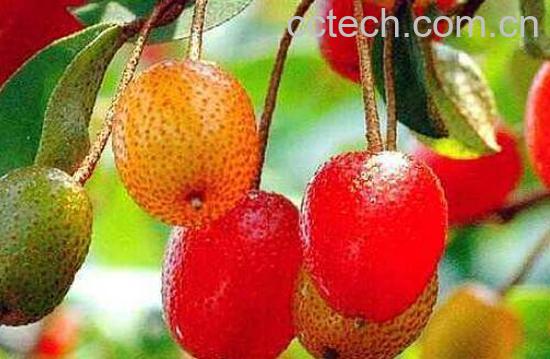 牛奶子的功效与作用-0