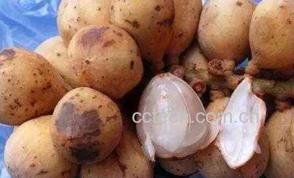 木奶果的功效作用-0