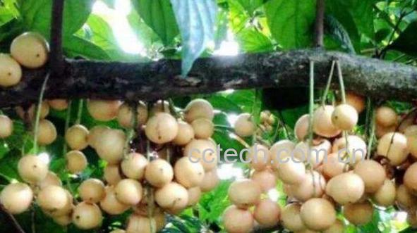 木奶果的功效作用-1