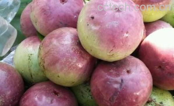 牛奶果怎么吃的 牛奶果的禁忌-1