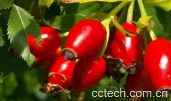 玫瑰果的功效与作用 哪些人不适合吃玫瑰果-1