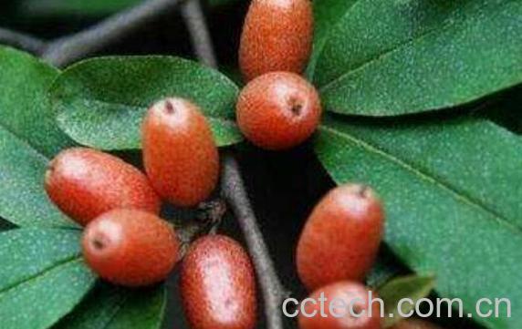 神秘果有什么害处 神秘果的副作用与禁忌-0