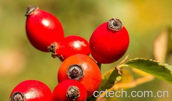 玫瑰果的功效与作用 哪些人不适合吃玫瑰果-0