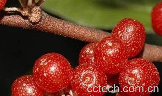 羊奶果的功效与作用 羊奶果怎么吃-0