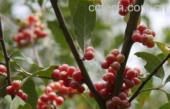 神秘果有什么害处 神秘果的副作用与禁忌-1