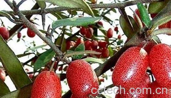 羊奶果的功效与作用 羊奶果怎么吃-1