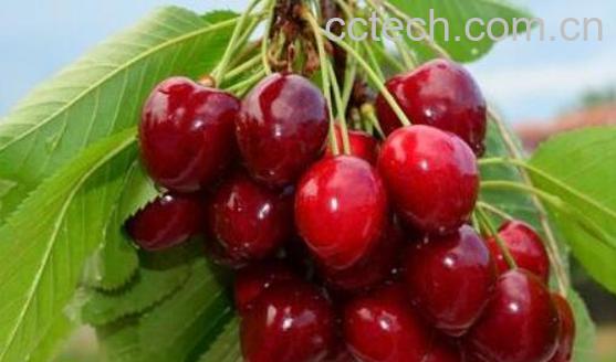 苦樱桃的功效与作用-1