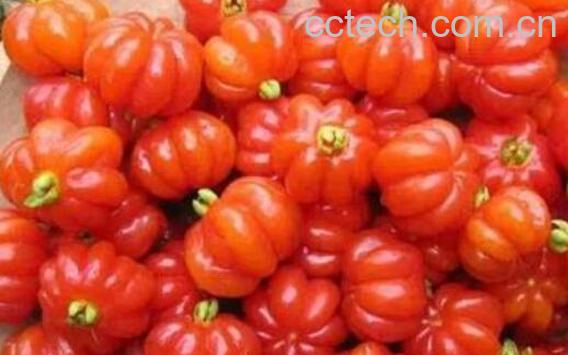 苦樱桃的功效与作用-0