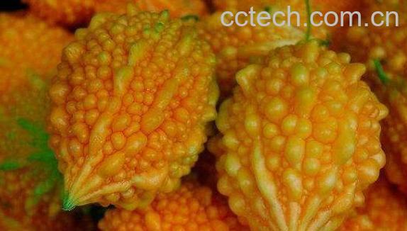 金铃子的功效与作用 金铃子是什么-1