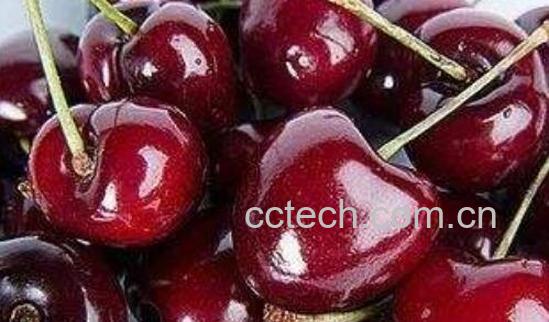 黑樱桃和樱桃的区别-0