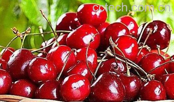 黑樱桃和樱桃的区别-1