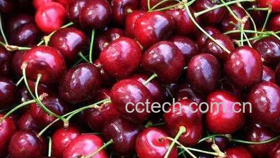 黑樱桃的功效与作用 吃黑樱桃的好处-0