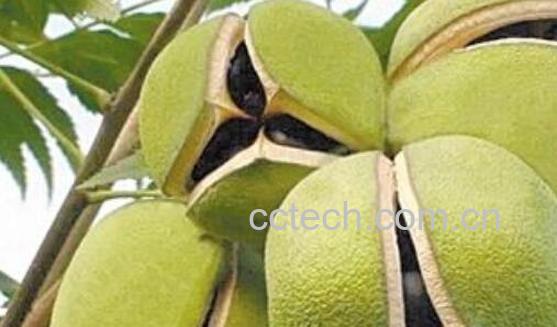 文冠果的功效与作用 文冠果种子怎么吃-0