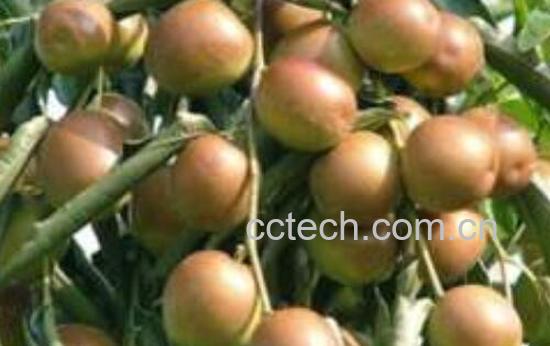 藤枣的功效与作用-0