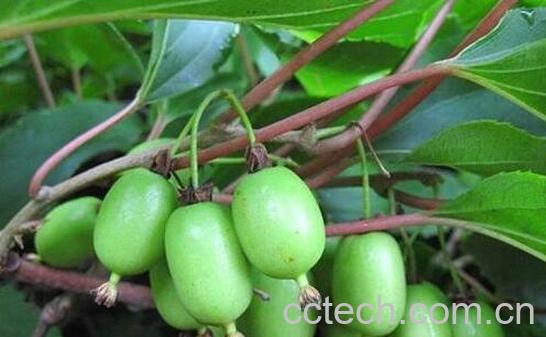 藤枣的功效与作用-1