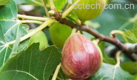 无花果皮可以吃吗 无花果皮怎么吃-0