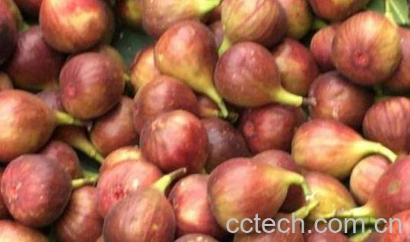 无花果皮的功效与作用-0