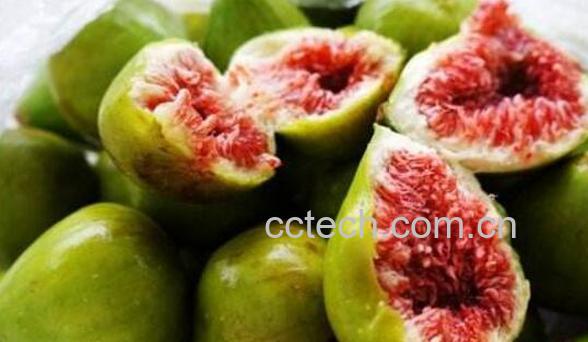 无花果皮的功效与作用-1