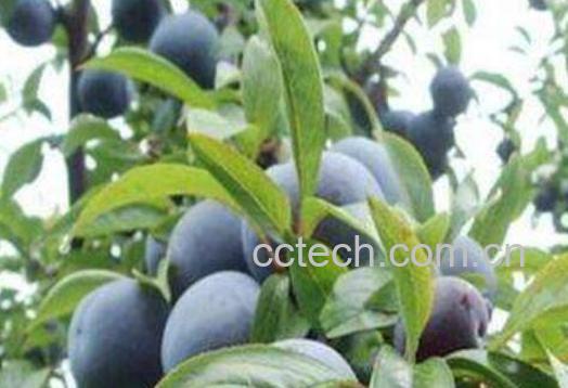 野生黑柿子功效与作用有哪些-1