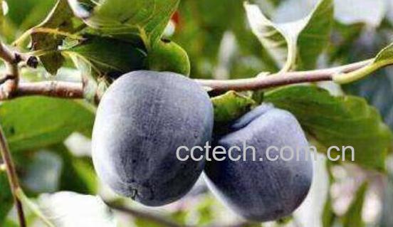 野生黑柿子功效与作用有哪些-0