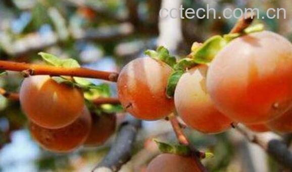 小柿子软枣的功效与作用 吃小柿子软枣的好处-1