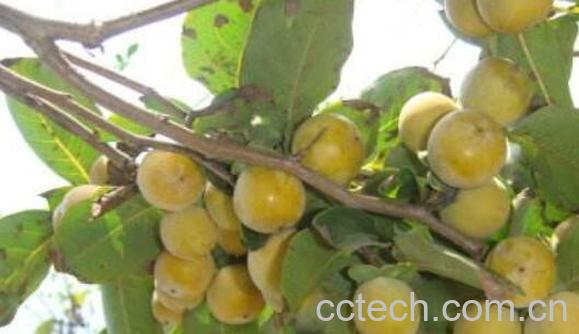 小柿子软枣的功效与作用 吃小柿子软枣的好处-0