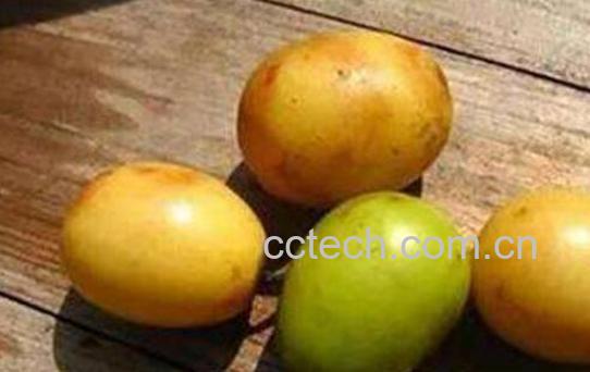 五眼果的功效与作用及禁忌-0